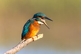 Image. Eisvogel