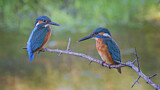 Image. Eisvogel