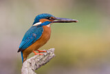 Image. Eisvogel