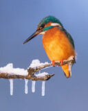 Image. Eisvogel