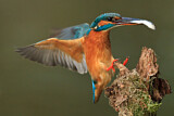 Image. Eisvogel