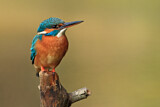Image. Eisvogel
