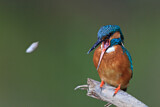 Image. Eisvogel