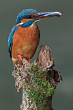 Image. Eisvogel