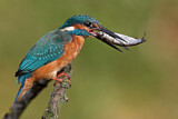 Image. Eisvogel