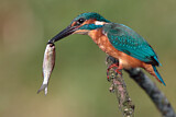 Image. Eisvogel