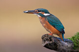 Image. Eisvogel