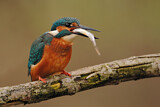 Image. Eisvogel