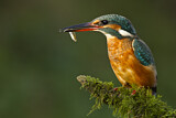 Image. Eisvogel