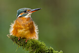 Image. Eisvogel