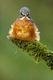 Image. Eisvogel
