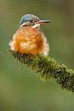 Image. Eisvogel