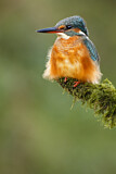 Image. Eisvogel
