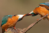 Image. Eisvogel