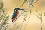 Image. Eisvogel