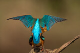 Image. Eisvogel