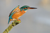 Image. Eisvogel
