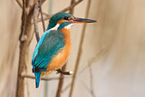 Image. Eisvogel