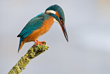 Image. Eisvogel