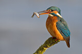 Image. Eisvogel