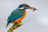 Image. Eisvogel