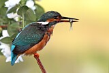 Image. Eisvogel