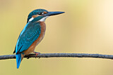 Image. Eisvogel