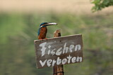 Image. Eisvogel