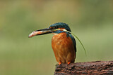 Image. Eisvogel
