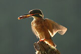 Image. Eisvogel