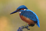 Image. Eisvogel