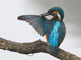 Image. Eisvogel