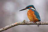 Image. Eisvogel