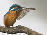 Image. Eisvogel