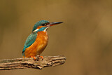 Image. Eisvogel
