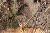 Image. Eisvogel