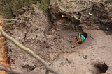 Image. Eisvogel
