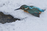 Image. Eisvogel