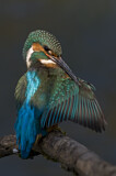 Image. Eisvogel