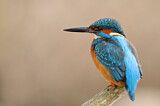 Image. Eisvogel