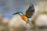Image. Eisvogel