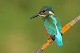 Image. Eisvogel