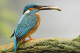 Image. Eisvogel