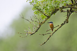 Image. Eisvogel