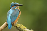 Image. Eisvogel
