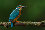 Image. Eisvogel