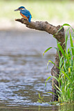 Image. Eisvogel