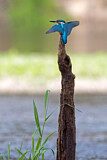 Image. Eisvogel
