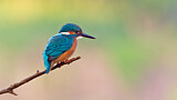 Image. Eisvogel