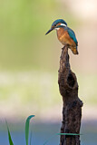 Image. Eisvogel